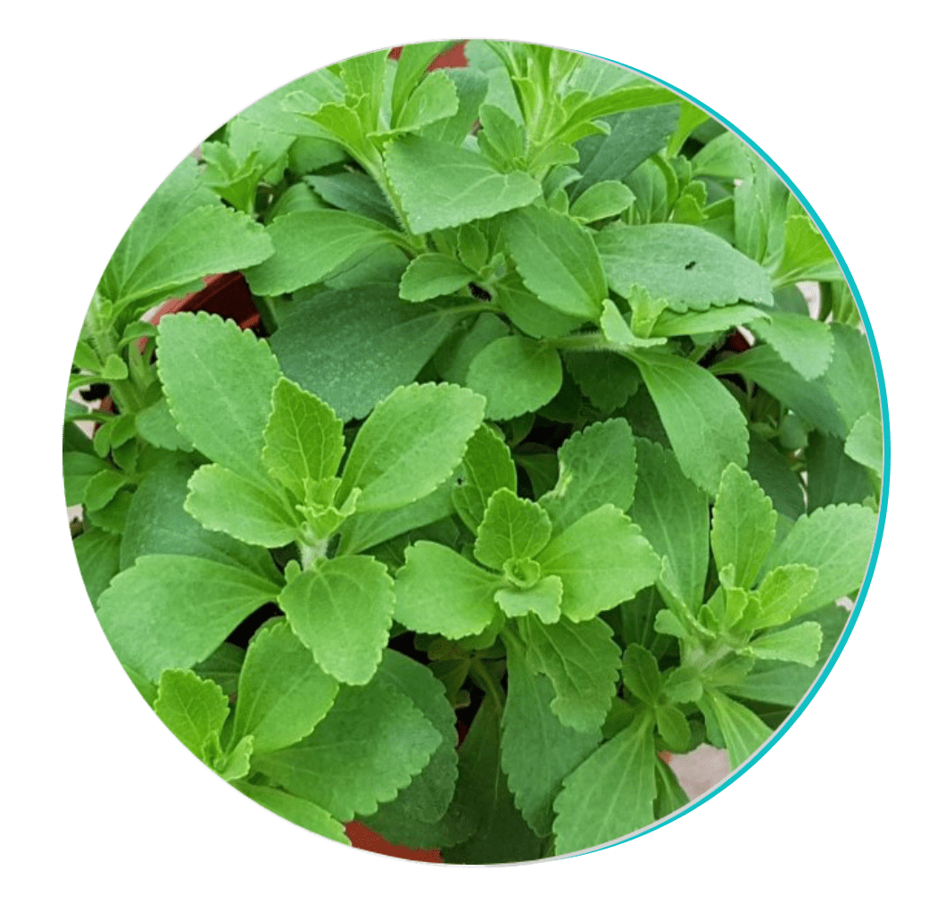 Stevia Leaf Extract
