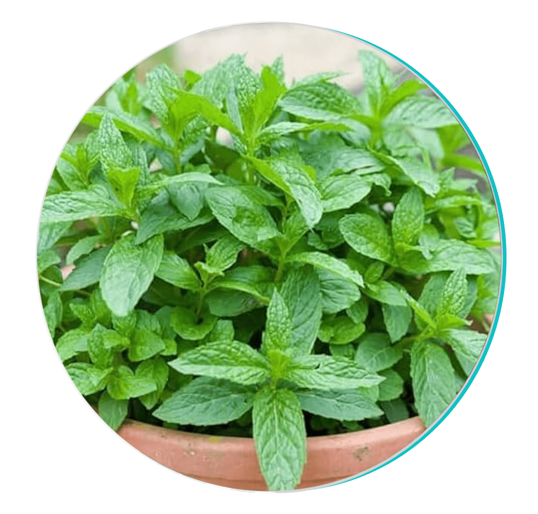 Peppermint Leaf